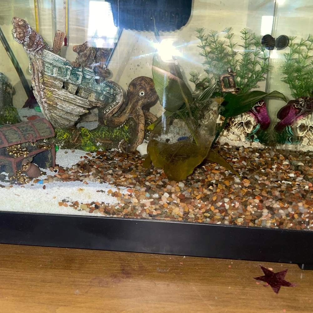 Fish tank
